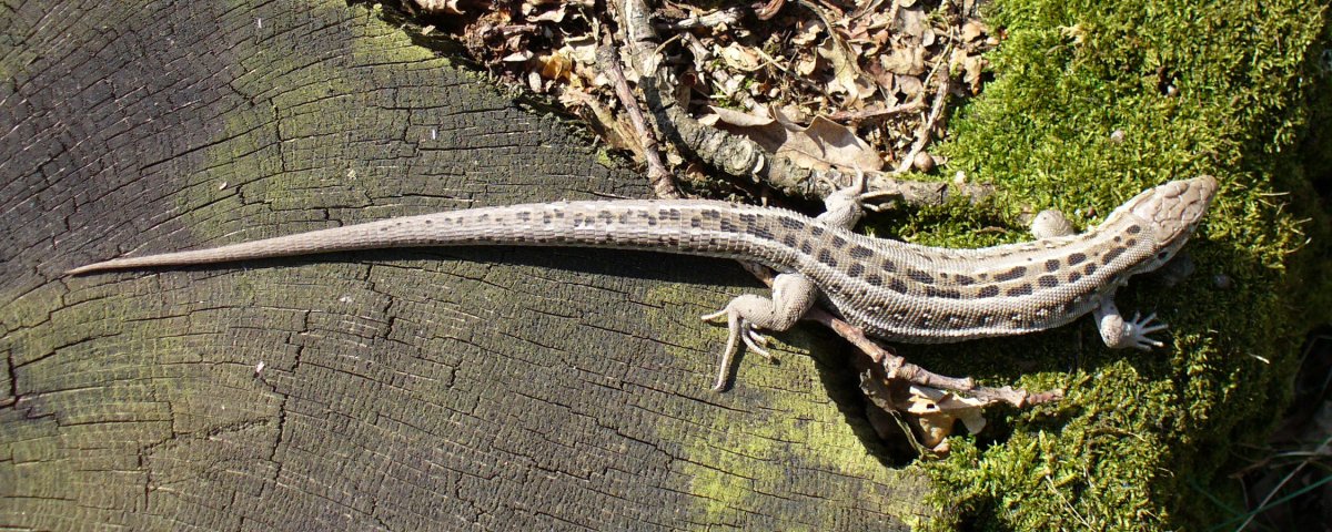 Ящерка висит