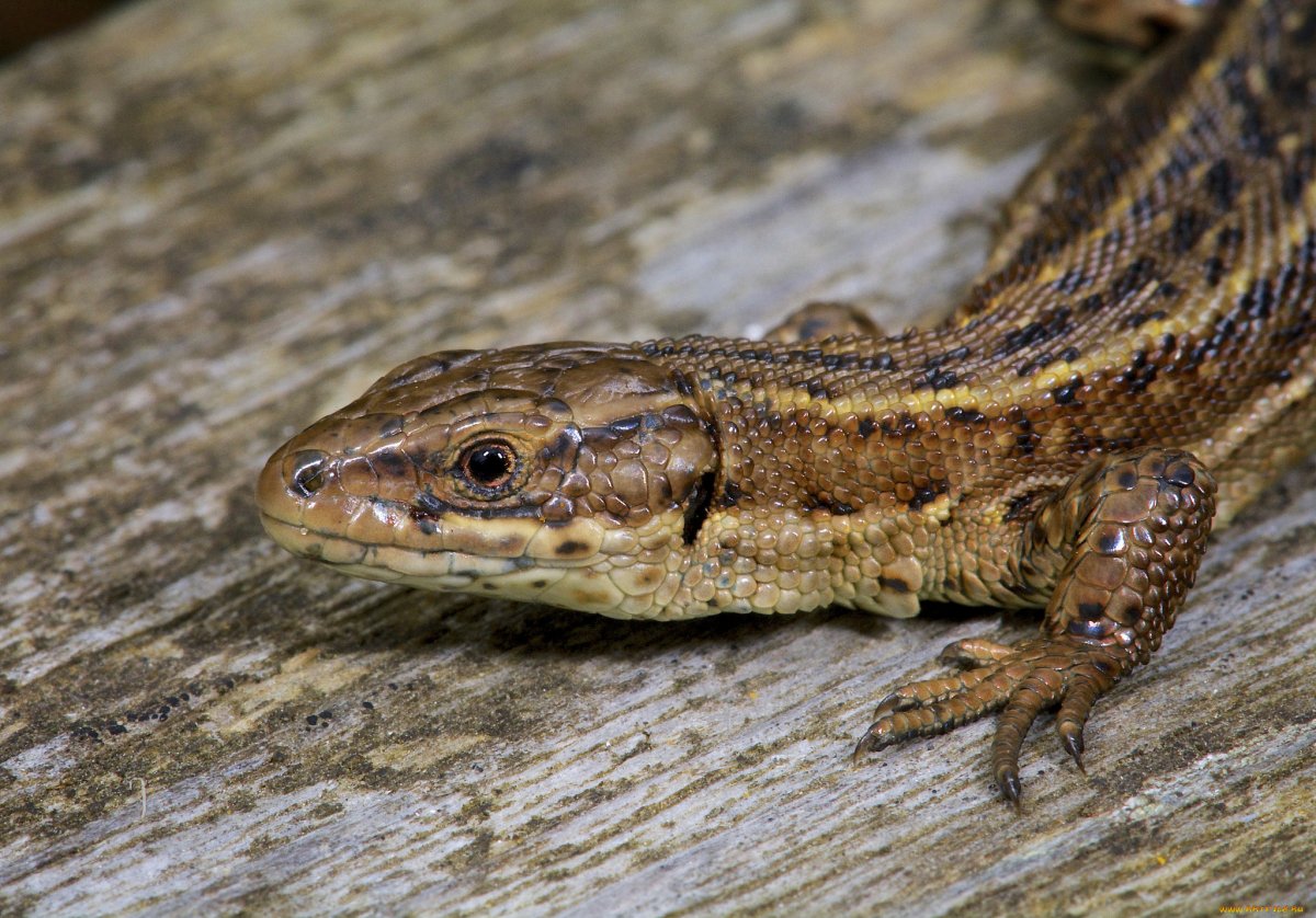 Ящерица коричневая