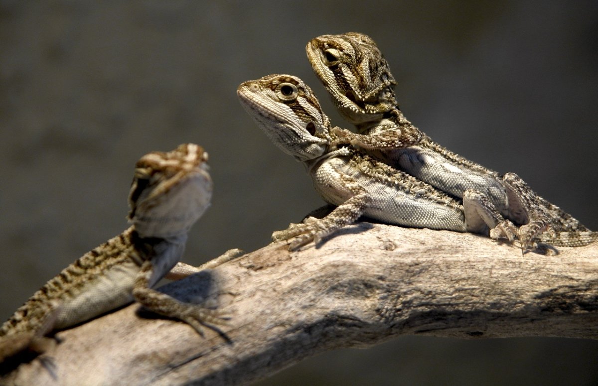 Бородатая агама самка и самец