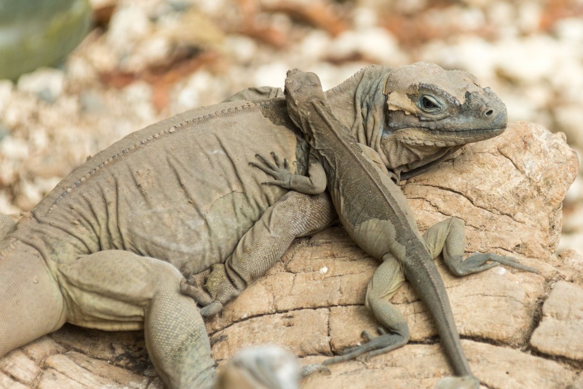 Новорожденные ящерки