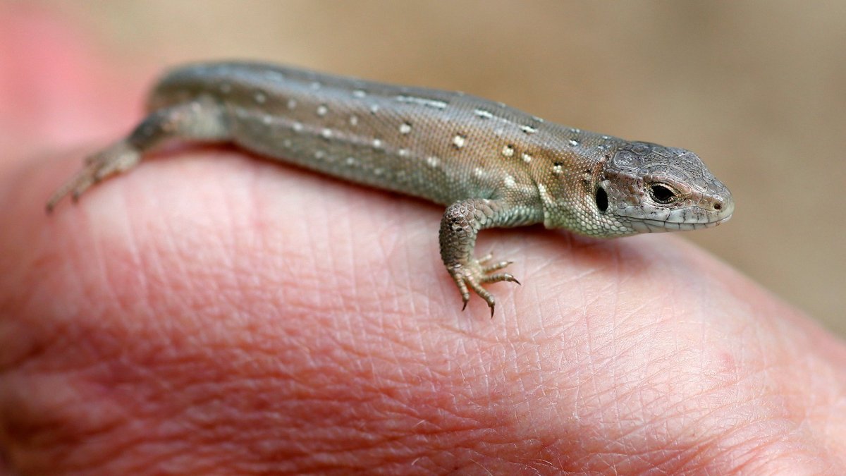 Живородящая ящерица детеныш