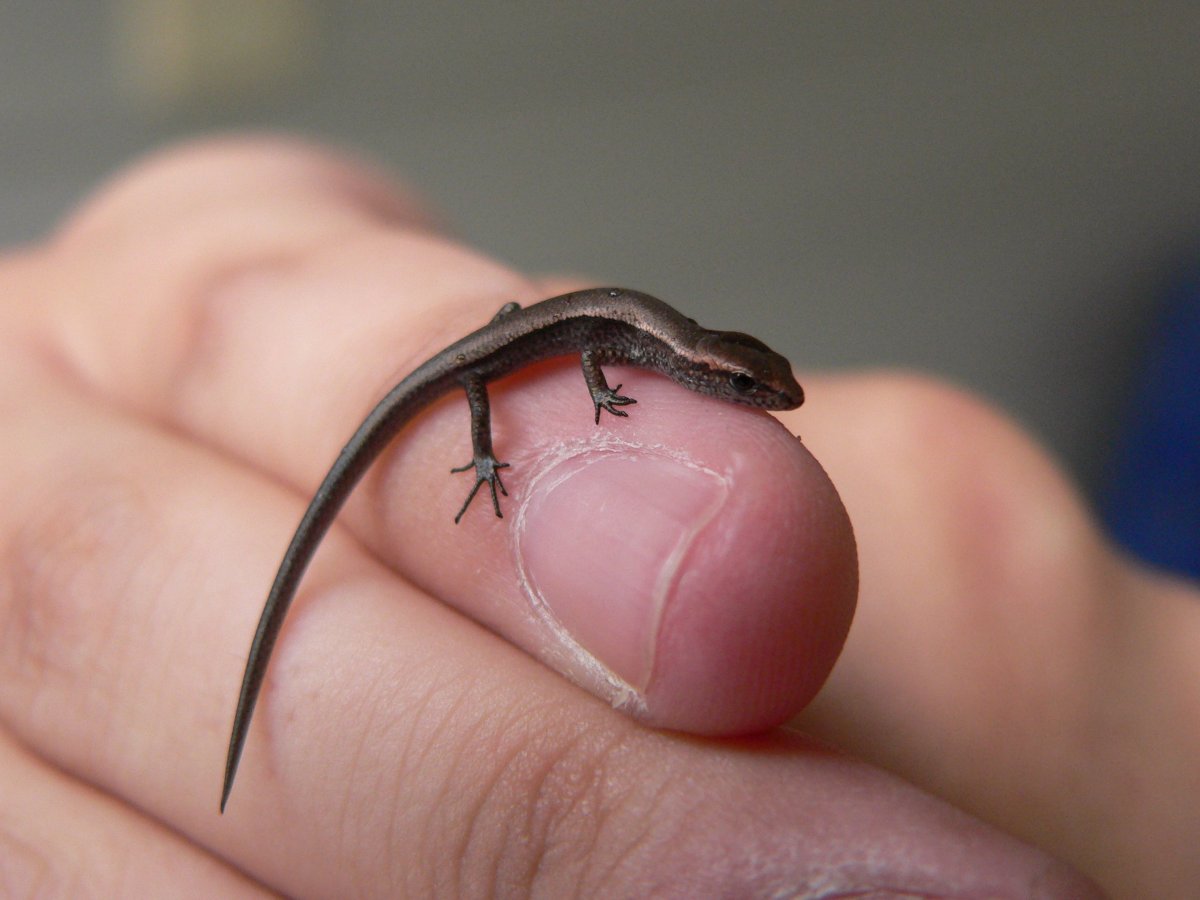 Карликовый геккон (Sphaerodactylus ariasae)