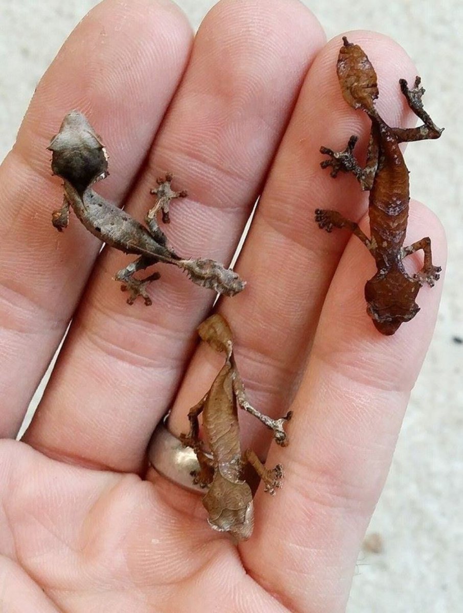 Листохвостый геккон