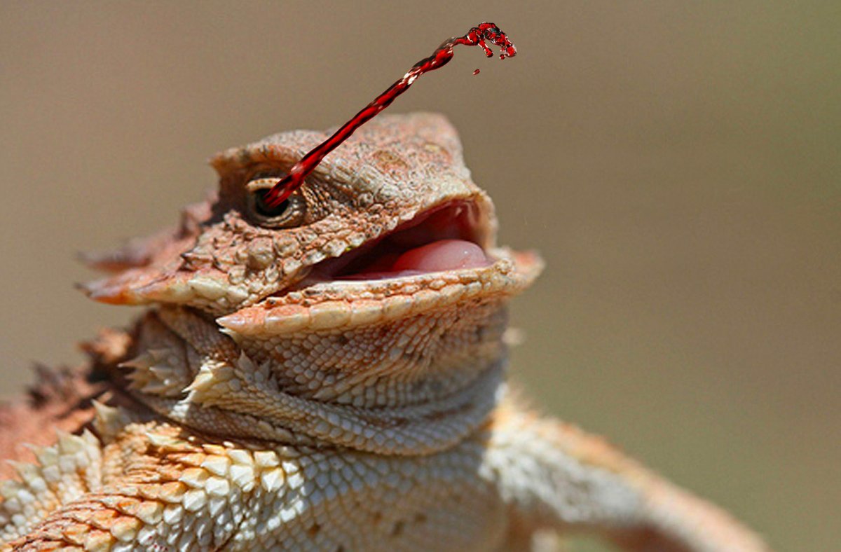 Фринозома жабовидная ящерица