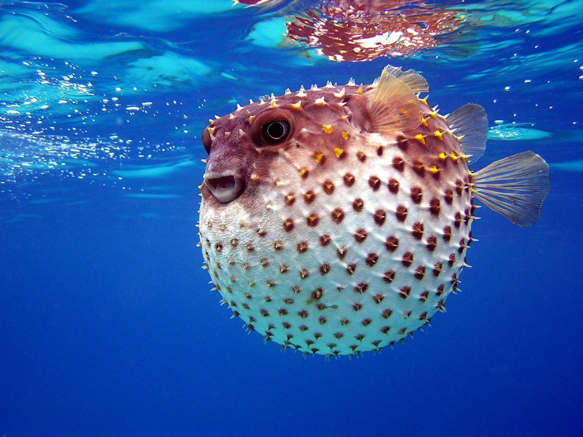 Карибский иглобрюх