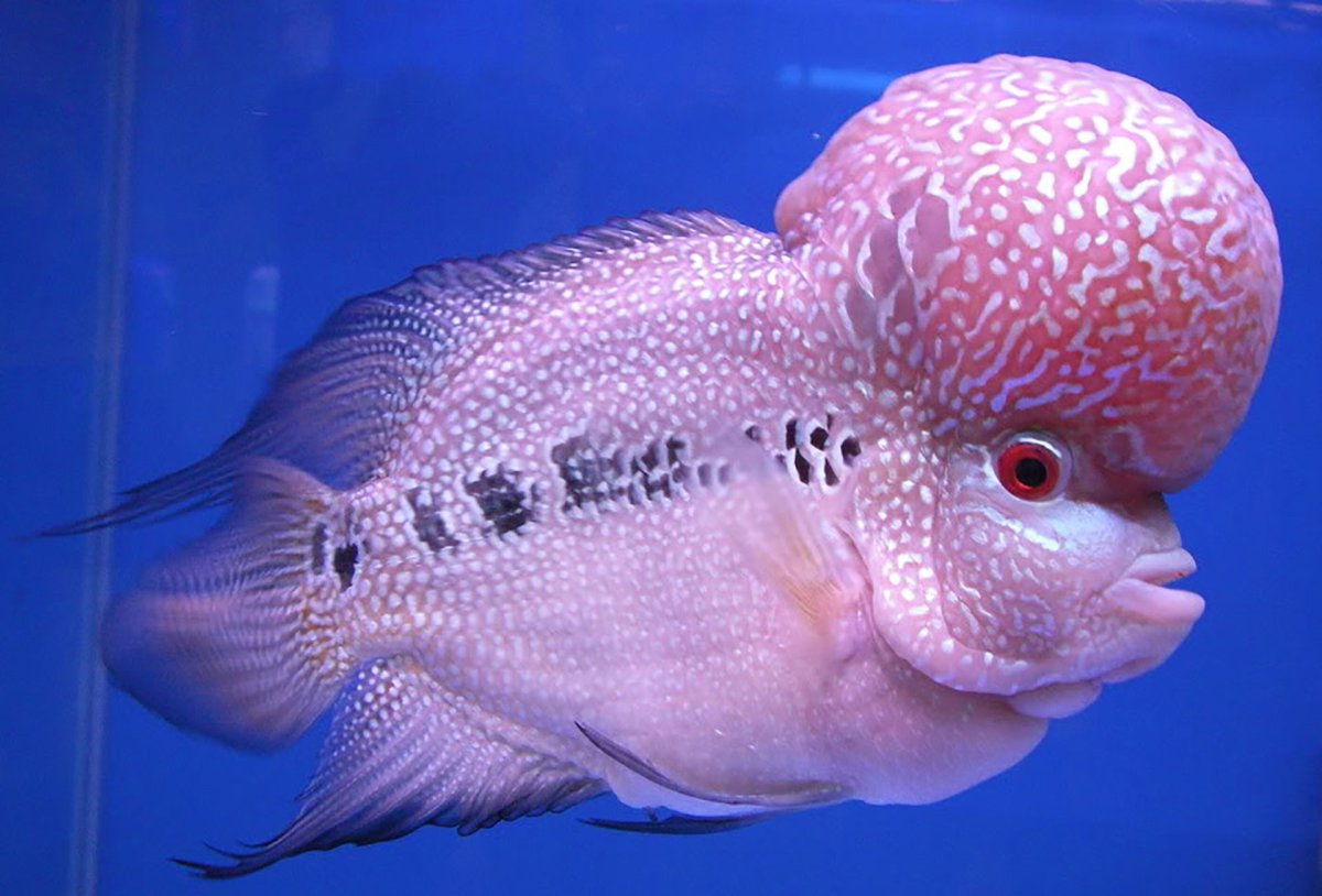 Фловер Хорн красный дракон