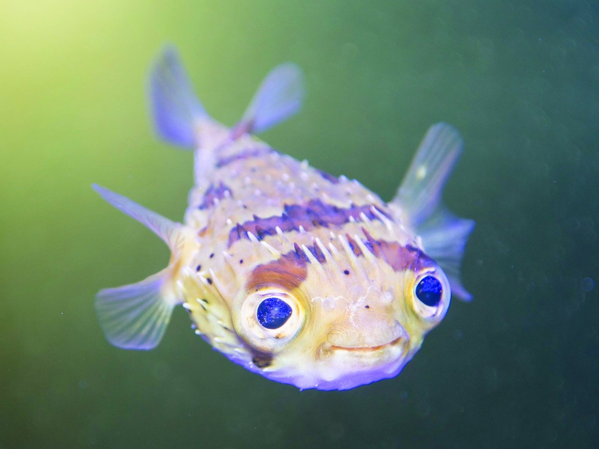 Рыба фугу маленькая