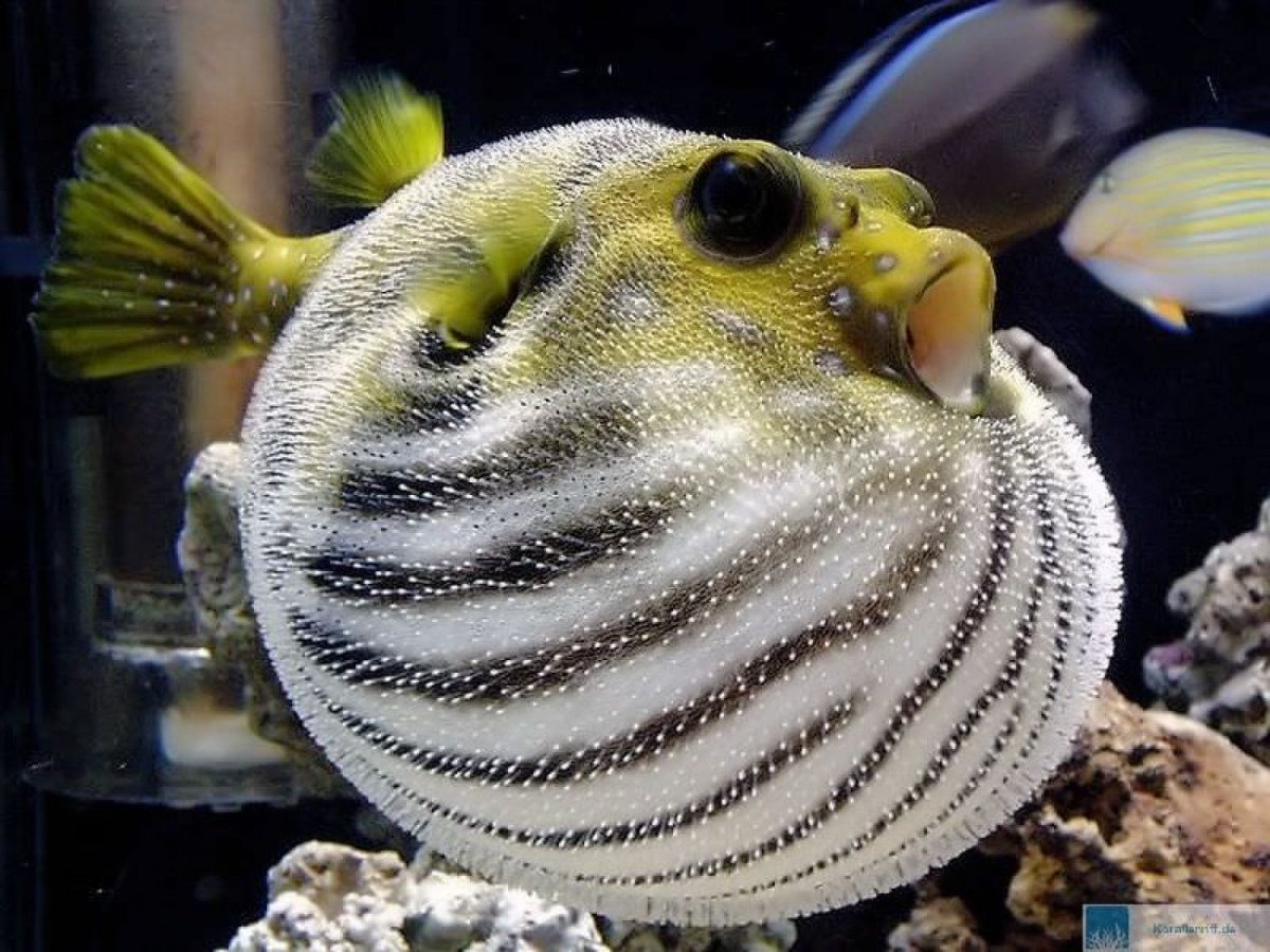 Тетраодон фахака