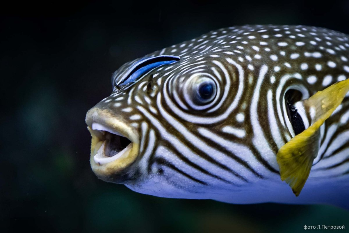 Рыбы в океанариуме