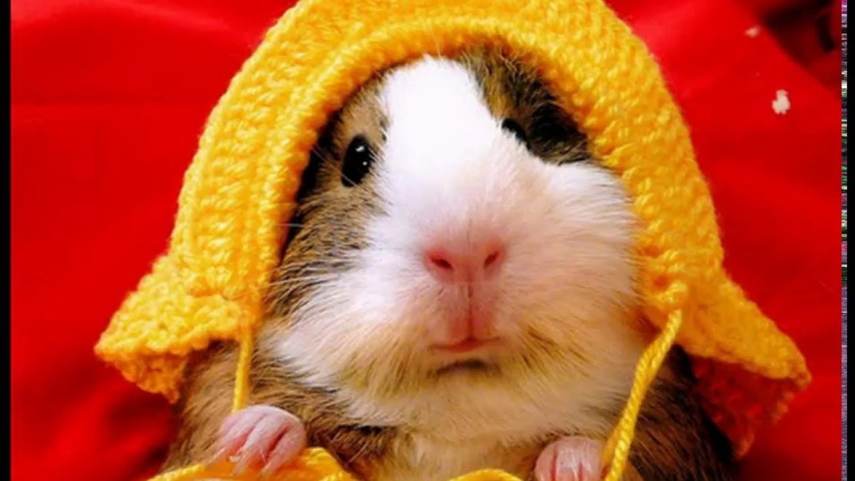 Хомяк в шапке