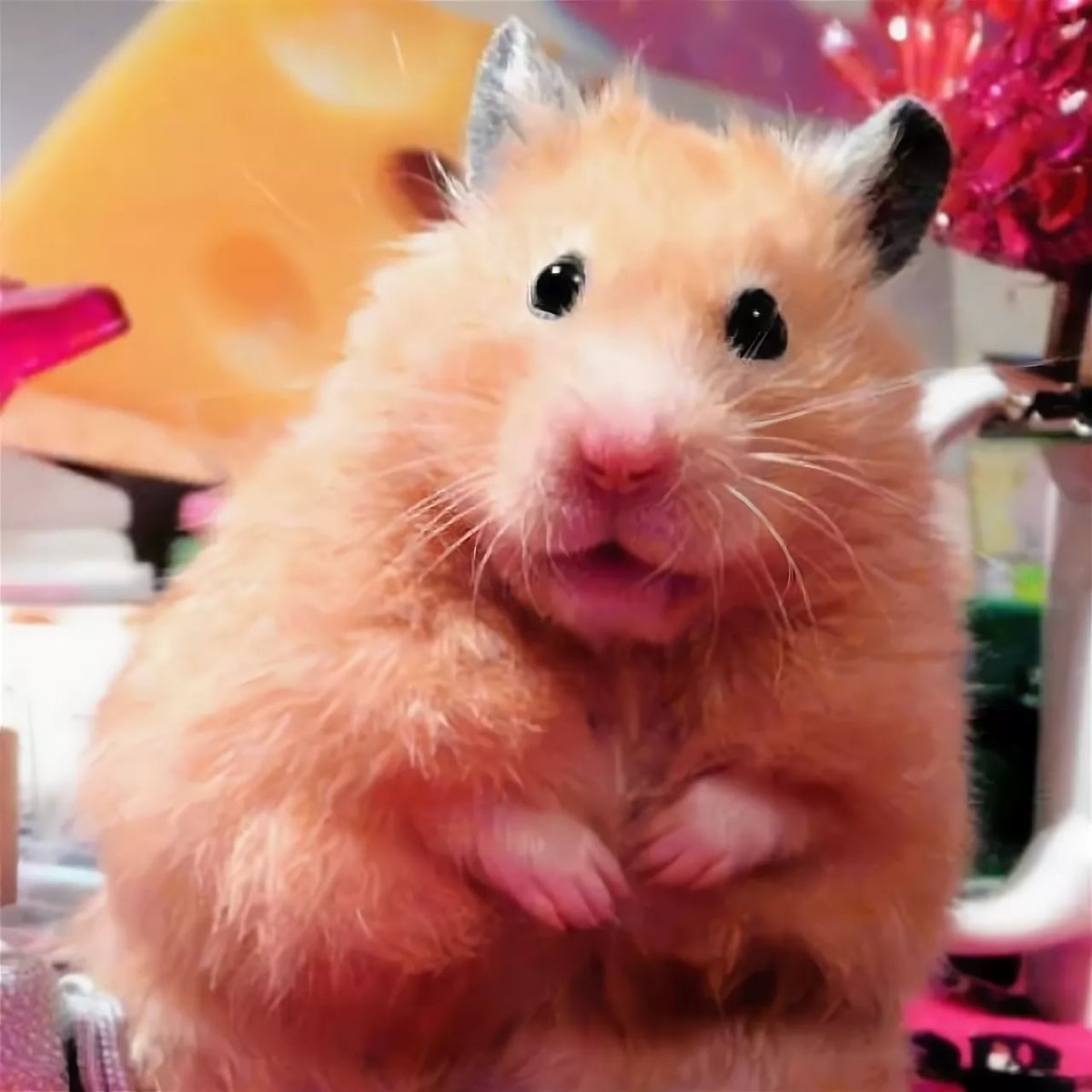 Смешные хомяки