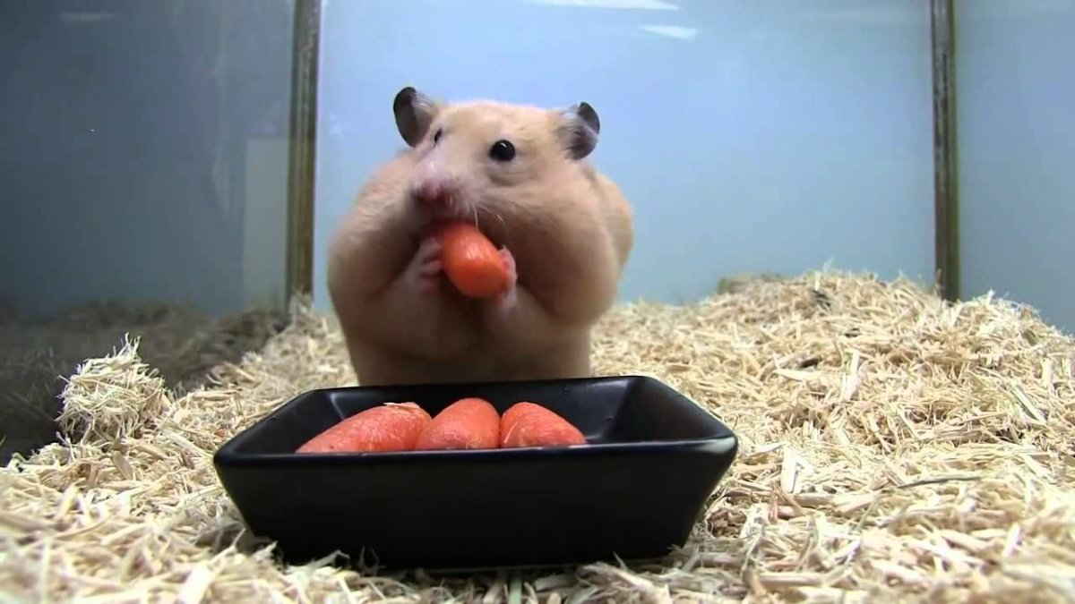 Хомяки тоже люди