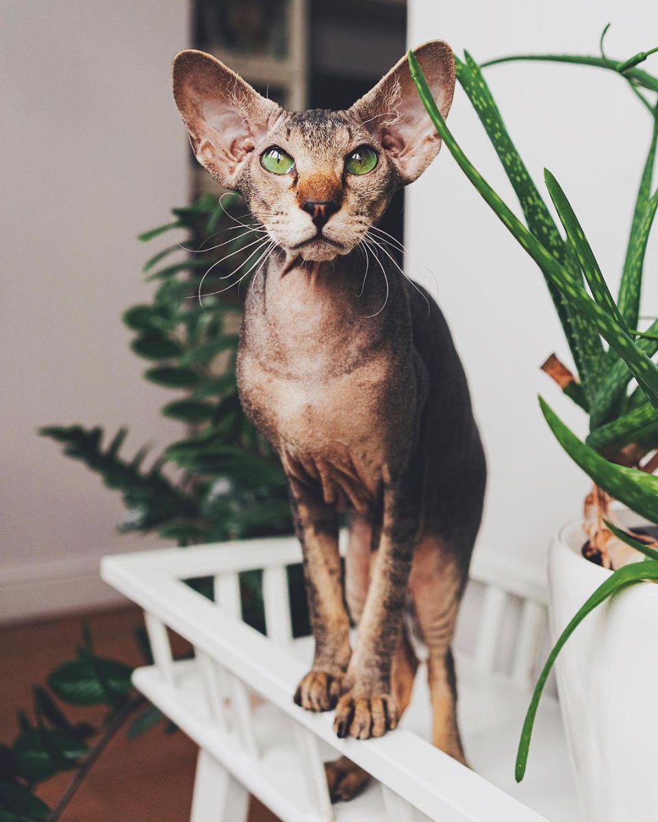 Самые странные породы кошек