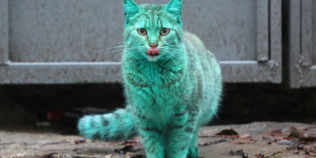 Синий и зеленый коты