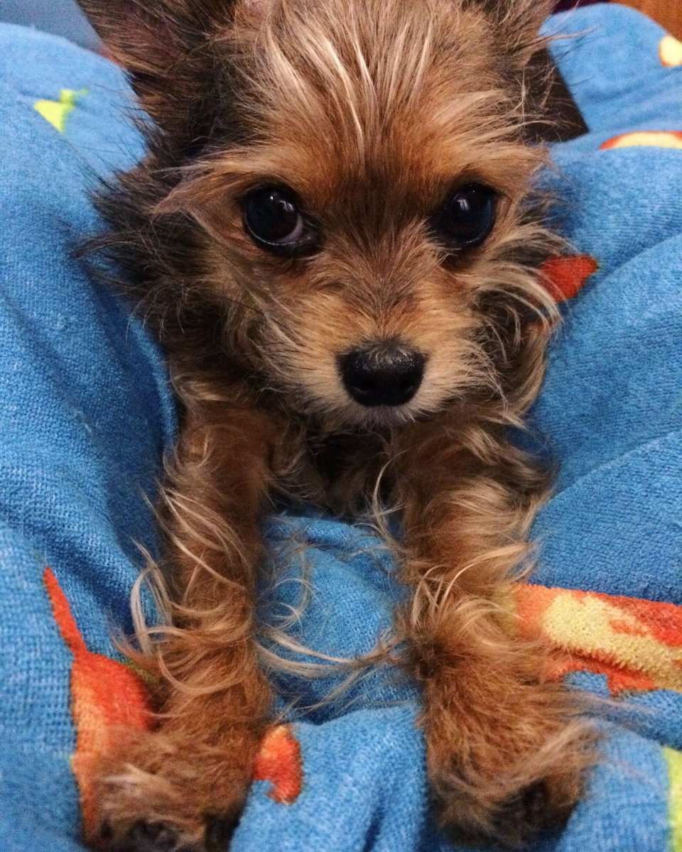 Чихуахуа и Йоркширский терьер