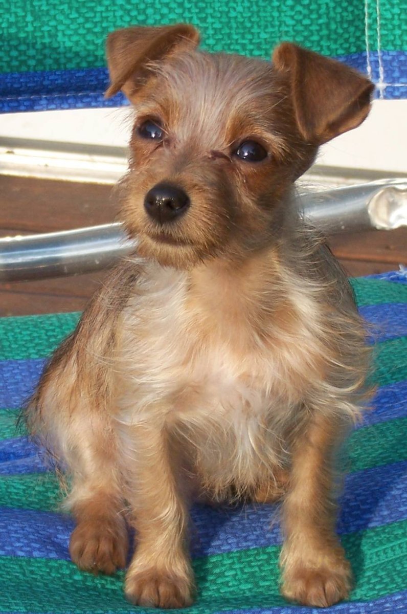 Йоркшир пинчер