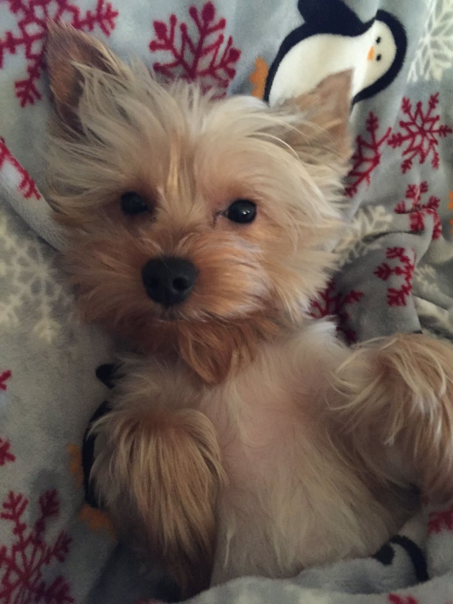 Йоркширский терьер смесь