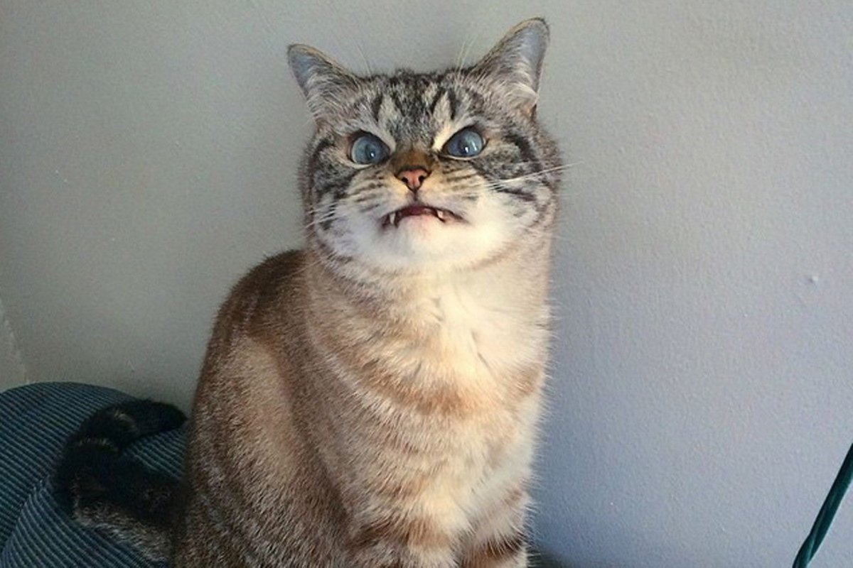 Кот с брезгливой мордой