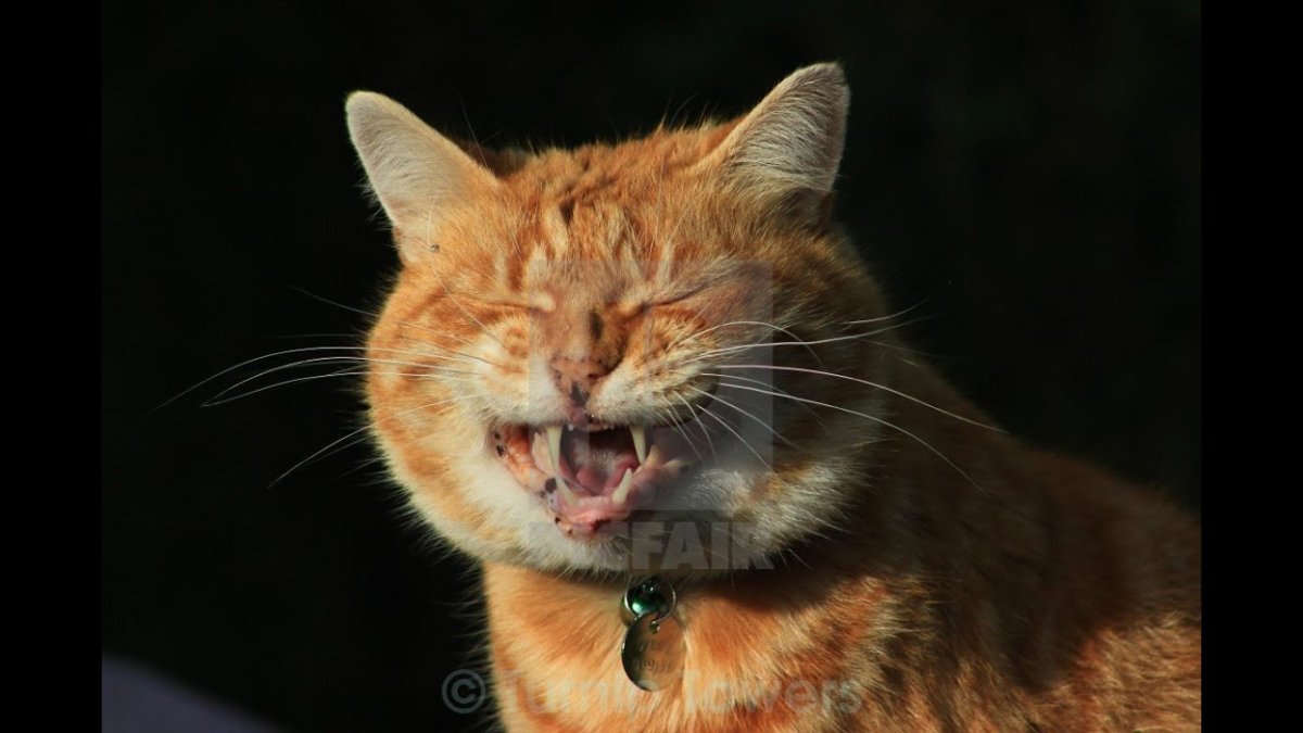 Коты смеются