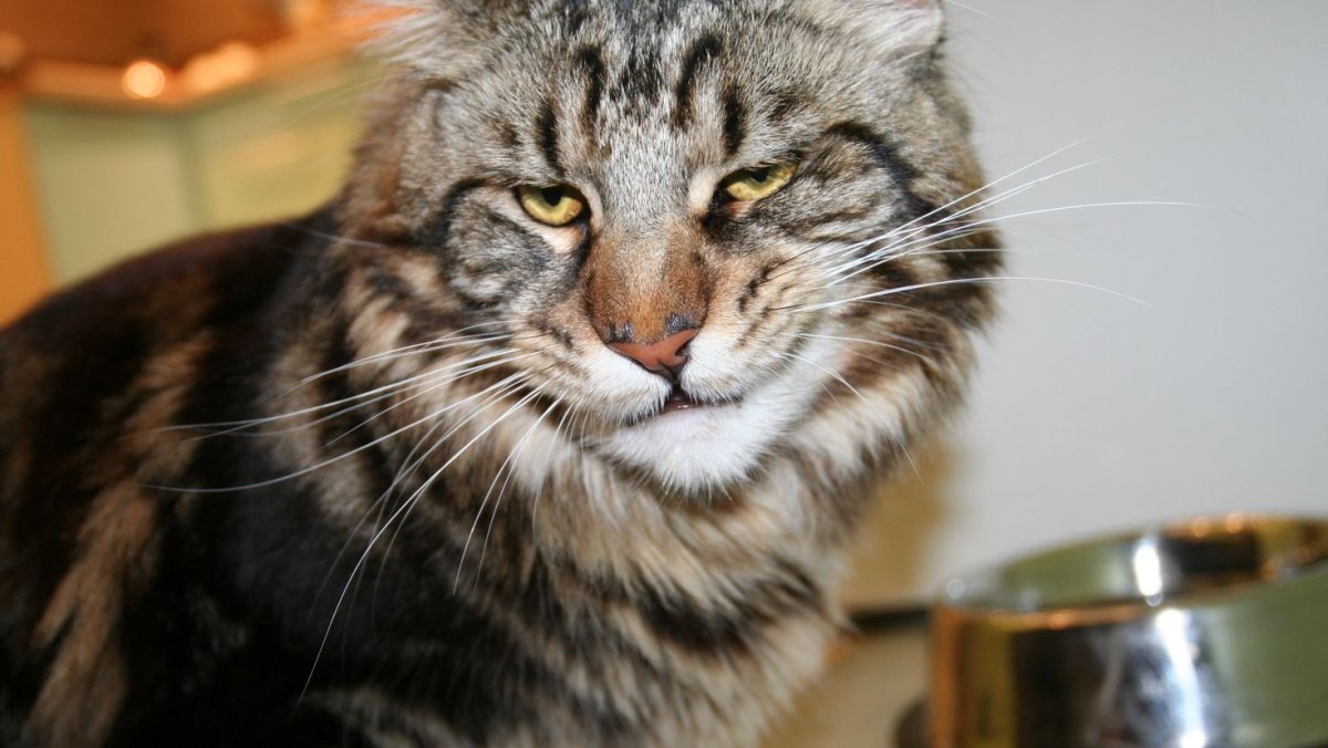 Кот со злой мордой