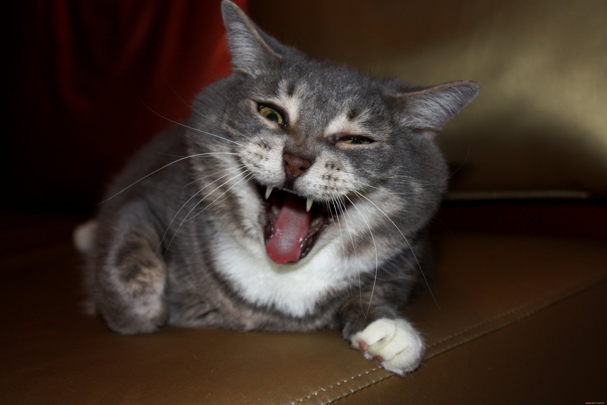 Кот смеется