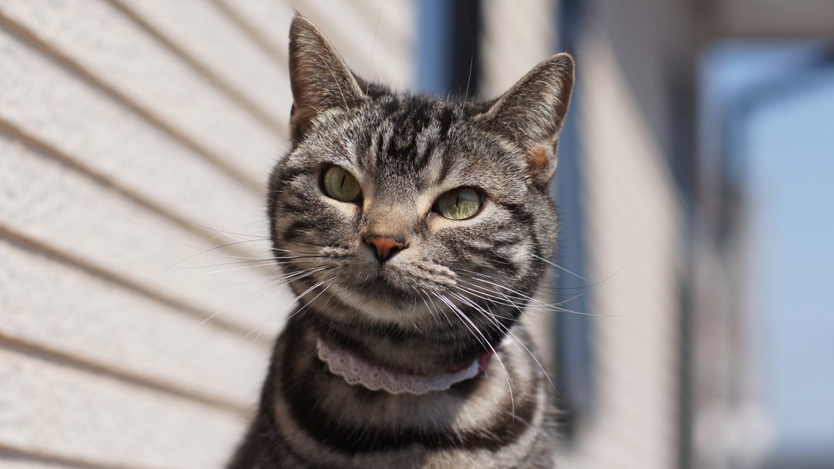 Кот приветствует