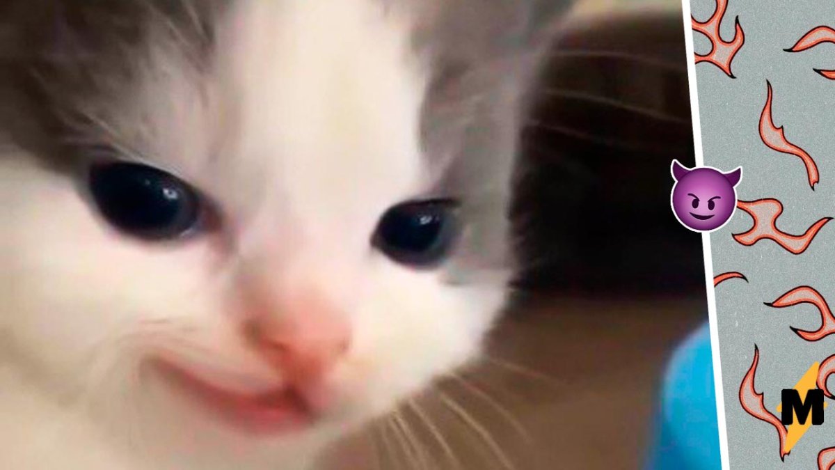 Черная кошка шипит