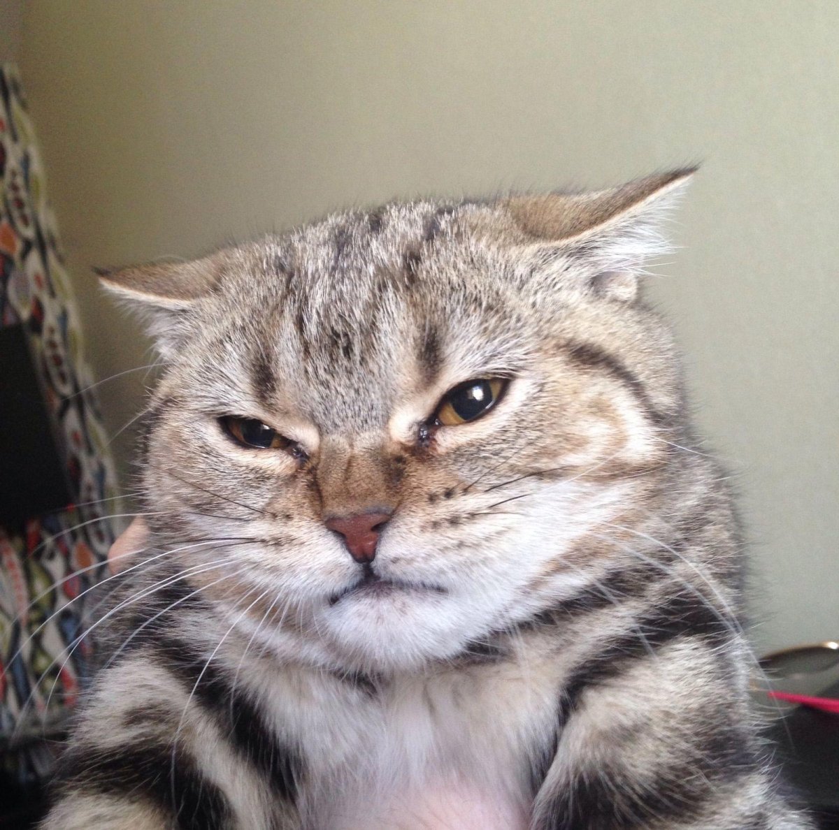 Кот отвращение