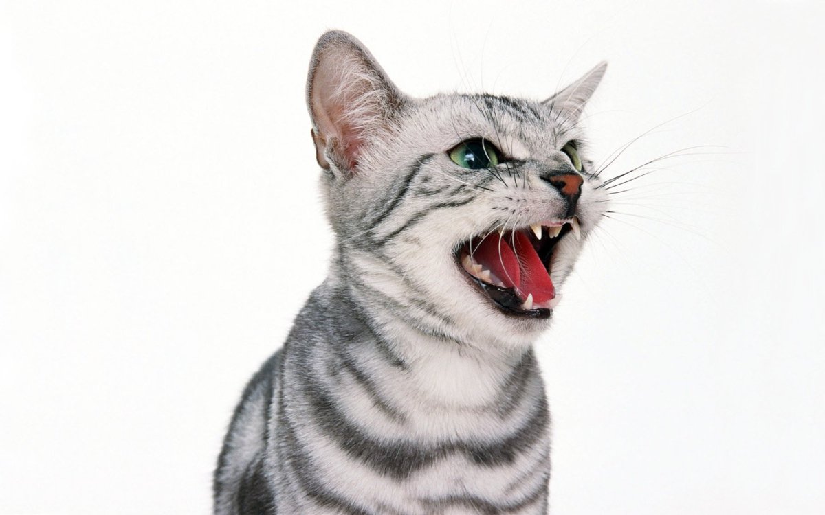 Лапки ежика