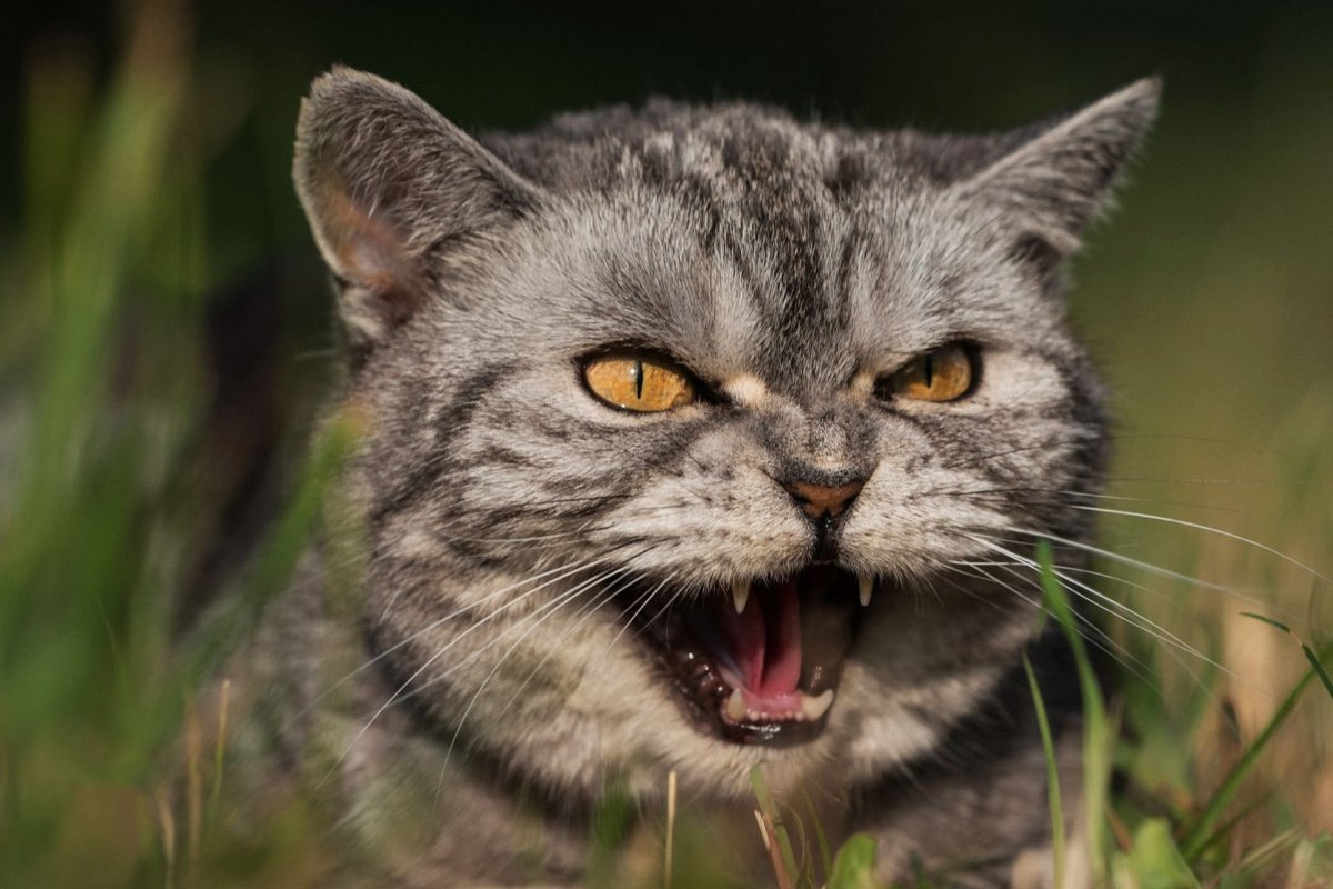 Сердитый котенок