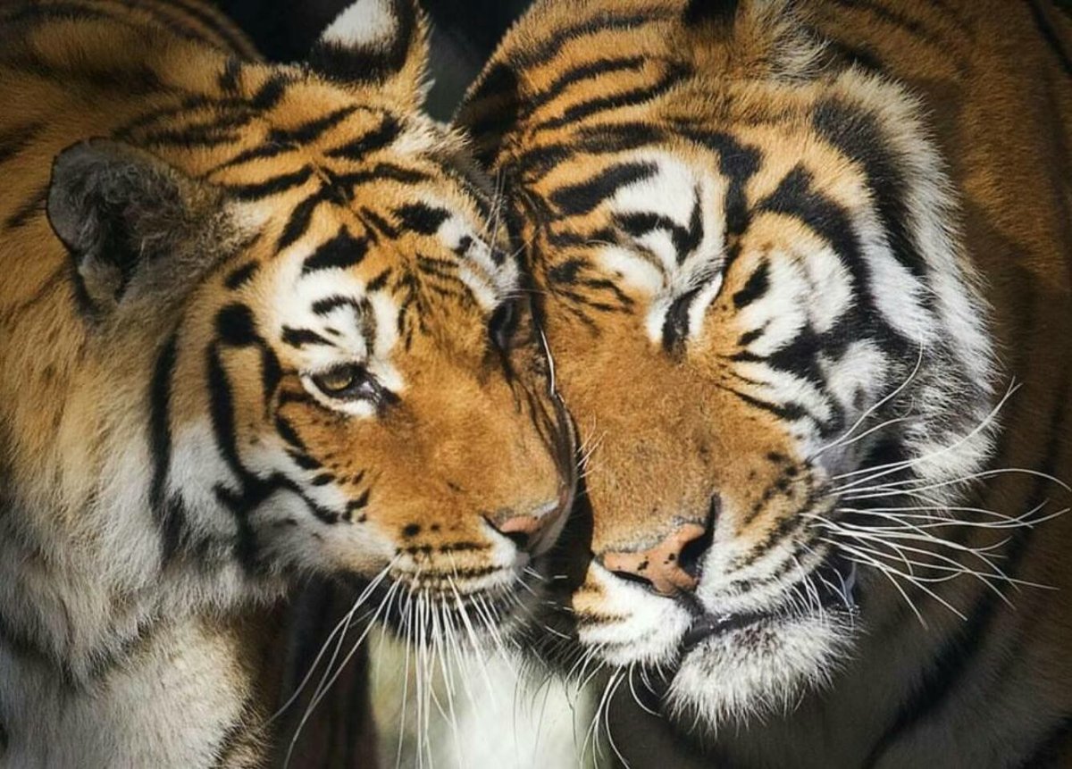 Яна Тигренок инди