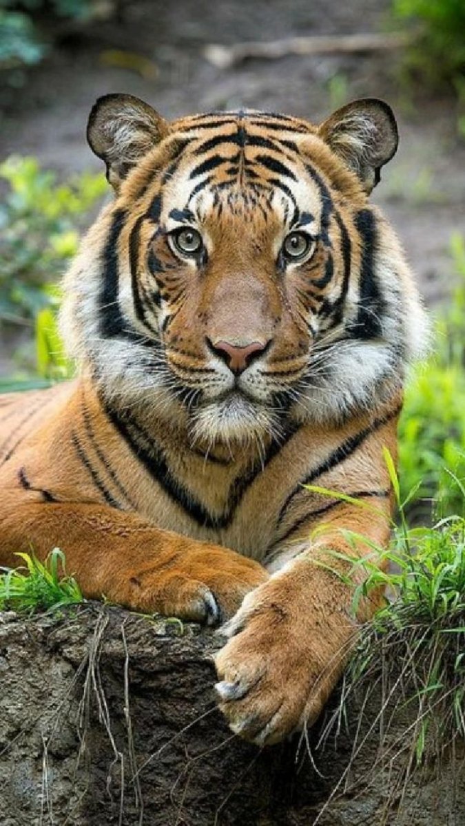 Красивый тигр