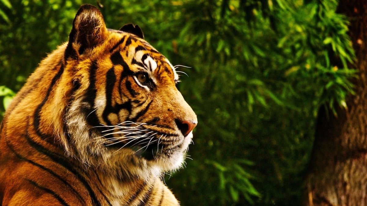 Тигрица с цветком