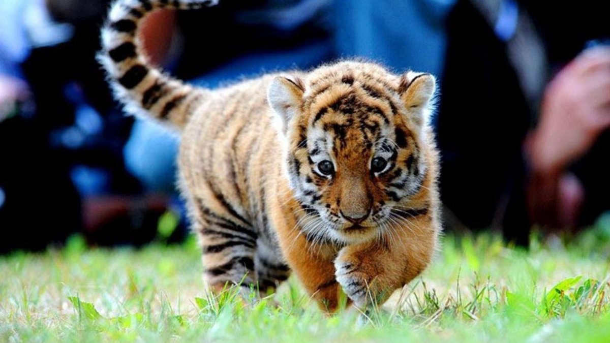 Индийский тигр