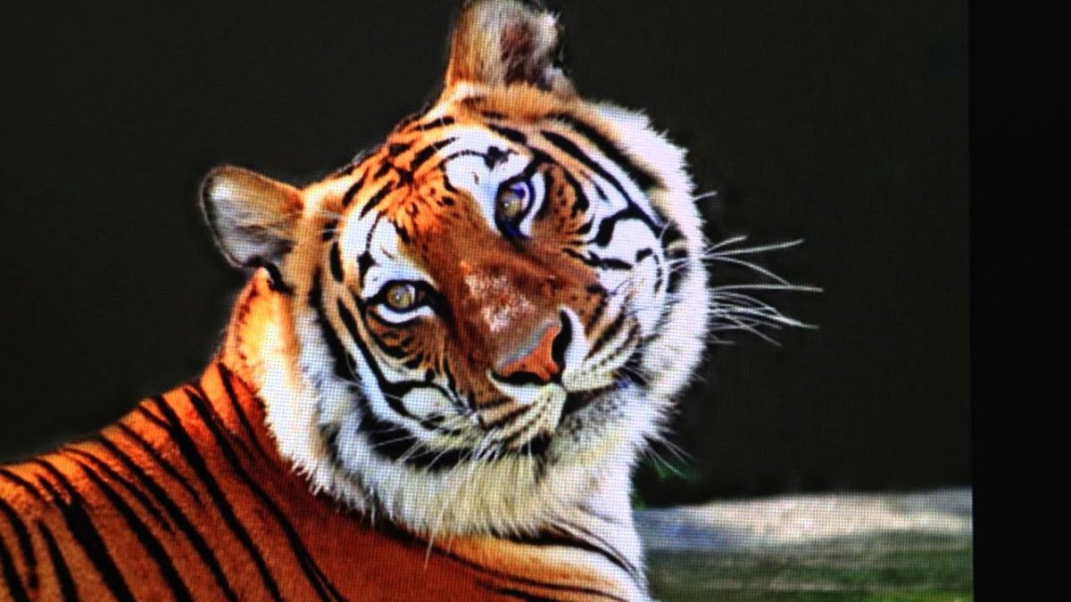 Сихотэ Алинский тигр