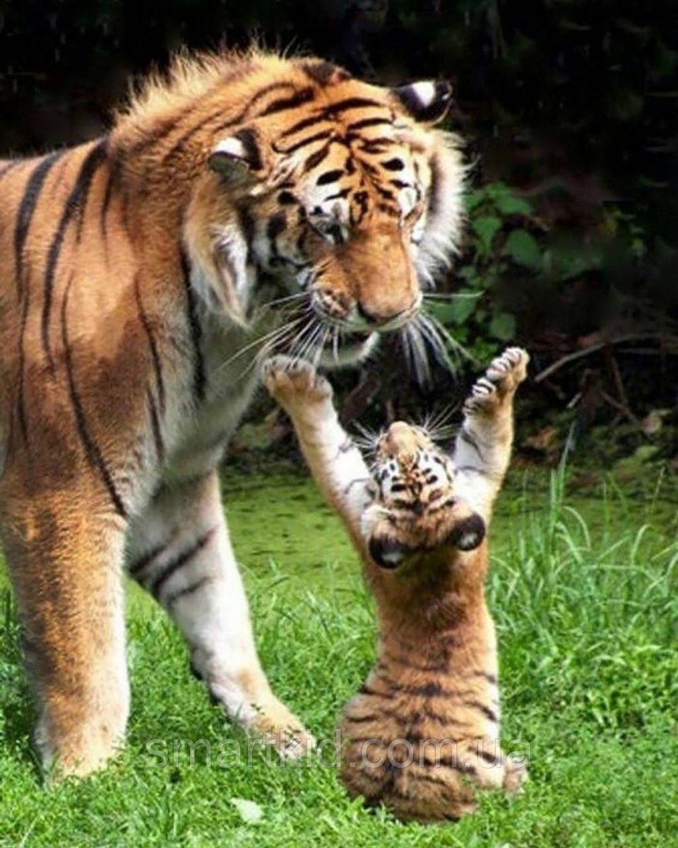 Амурский тигр маленький