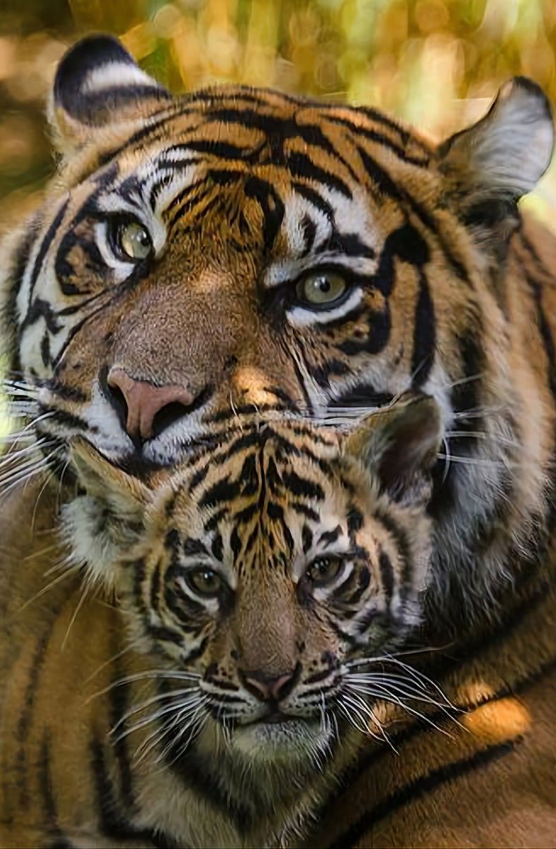 Очень красивый тигр