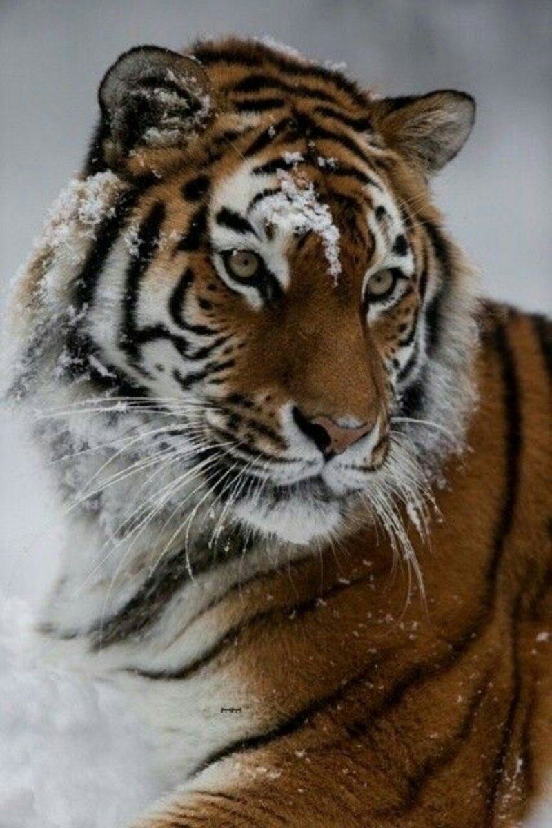 Любовь Тигриная клип