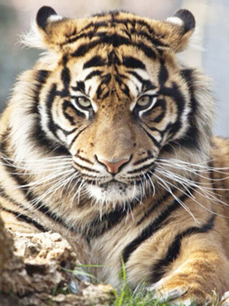 Тигрица с зелеными глазами