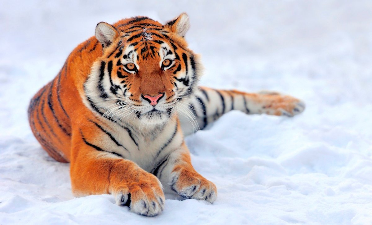 Мудрый тигр