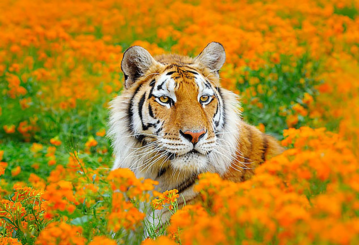 Необычный тигр