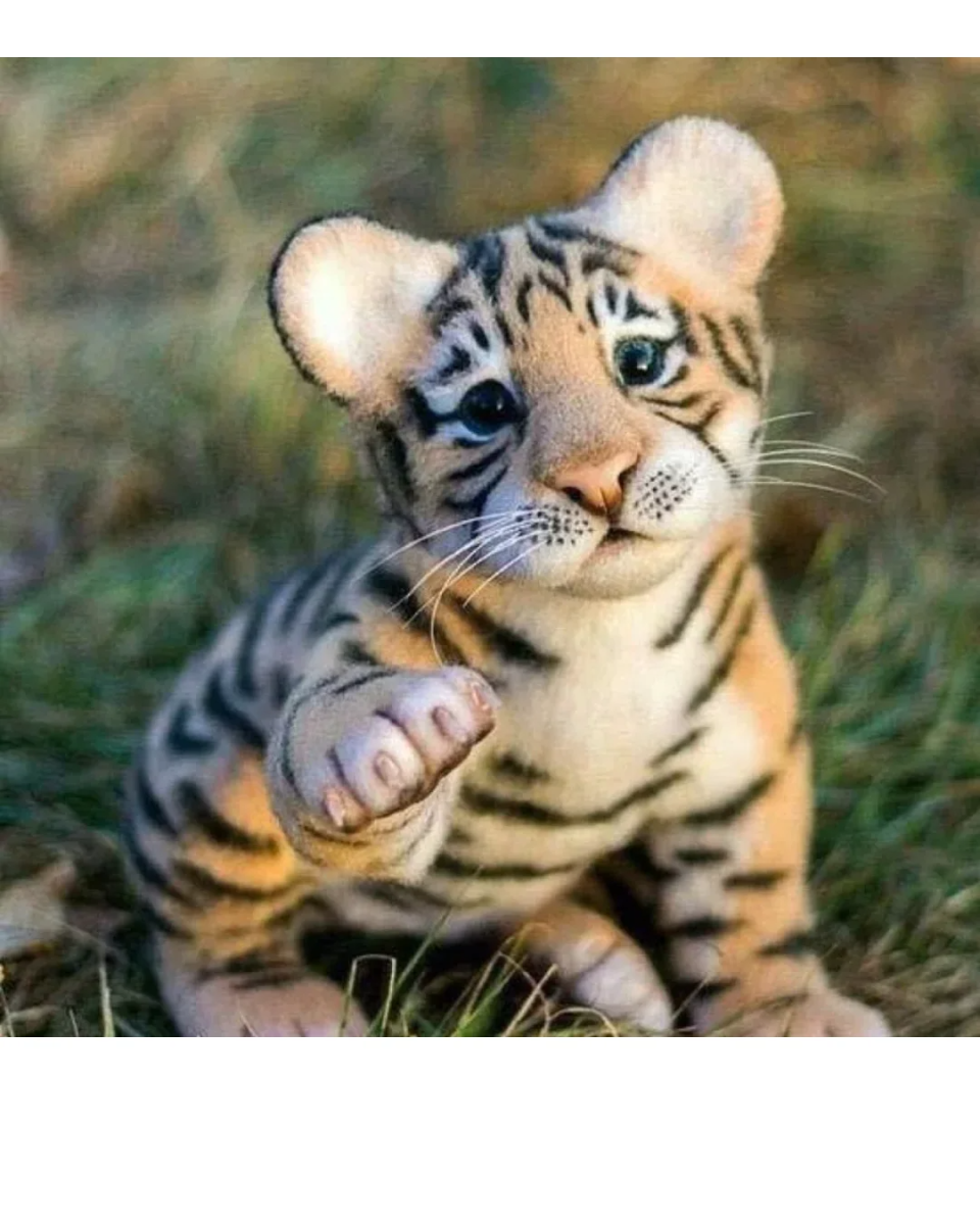 Тигр Тигрович