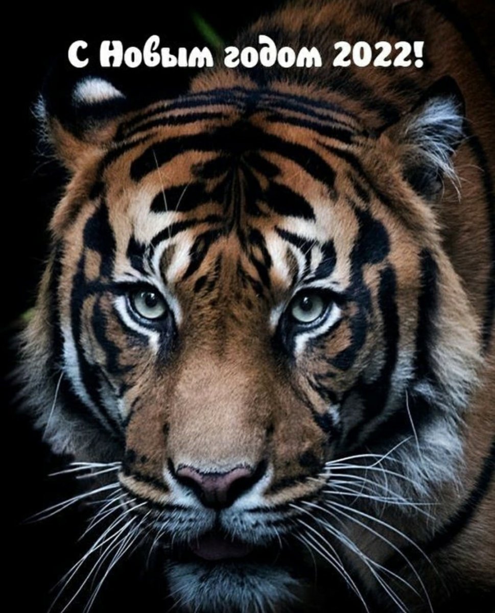 Тигр лицо