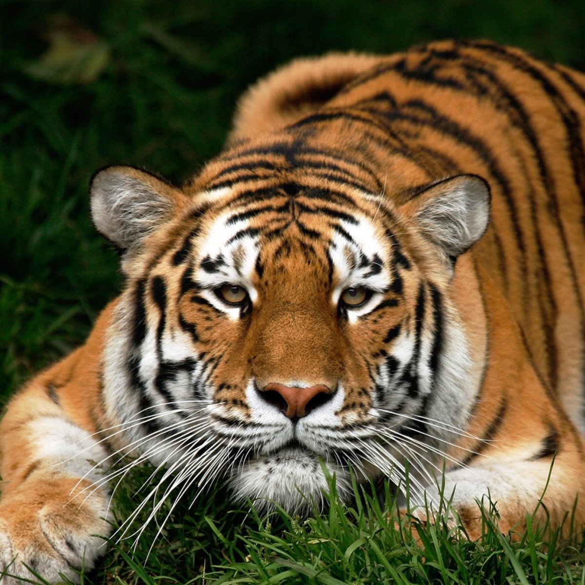 Красивая тигрица