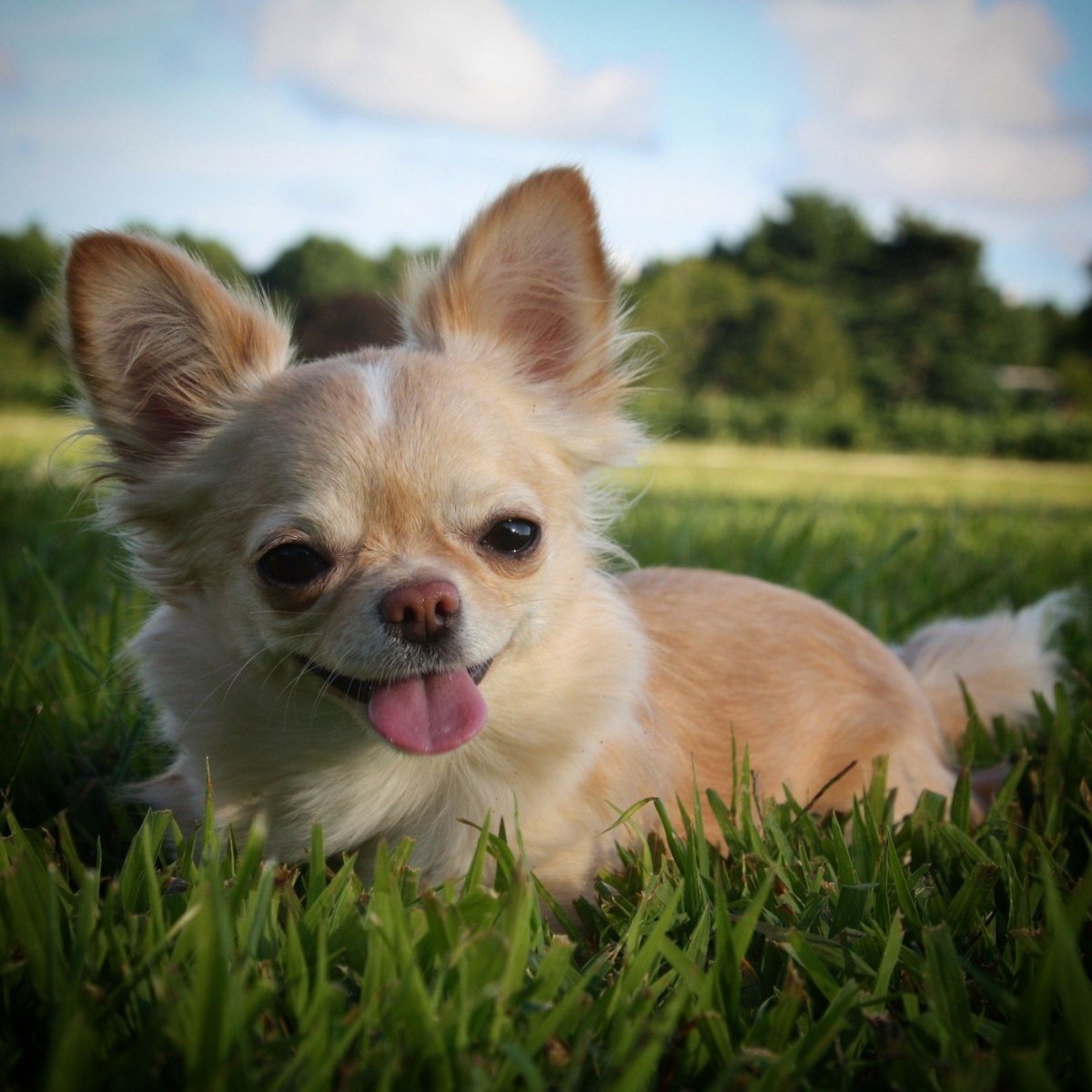 Мальтипу микро