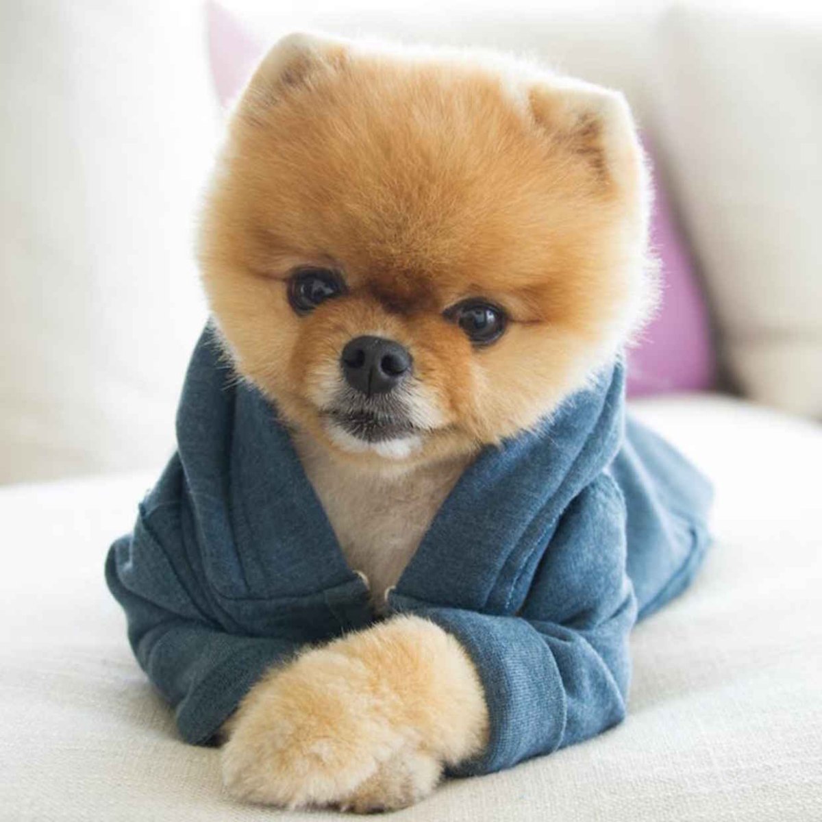 Померанский шпиц jiffpom
