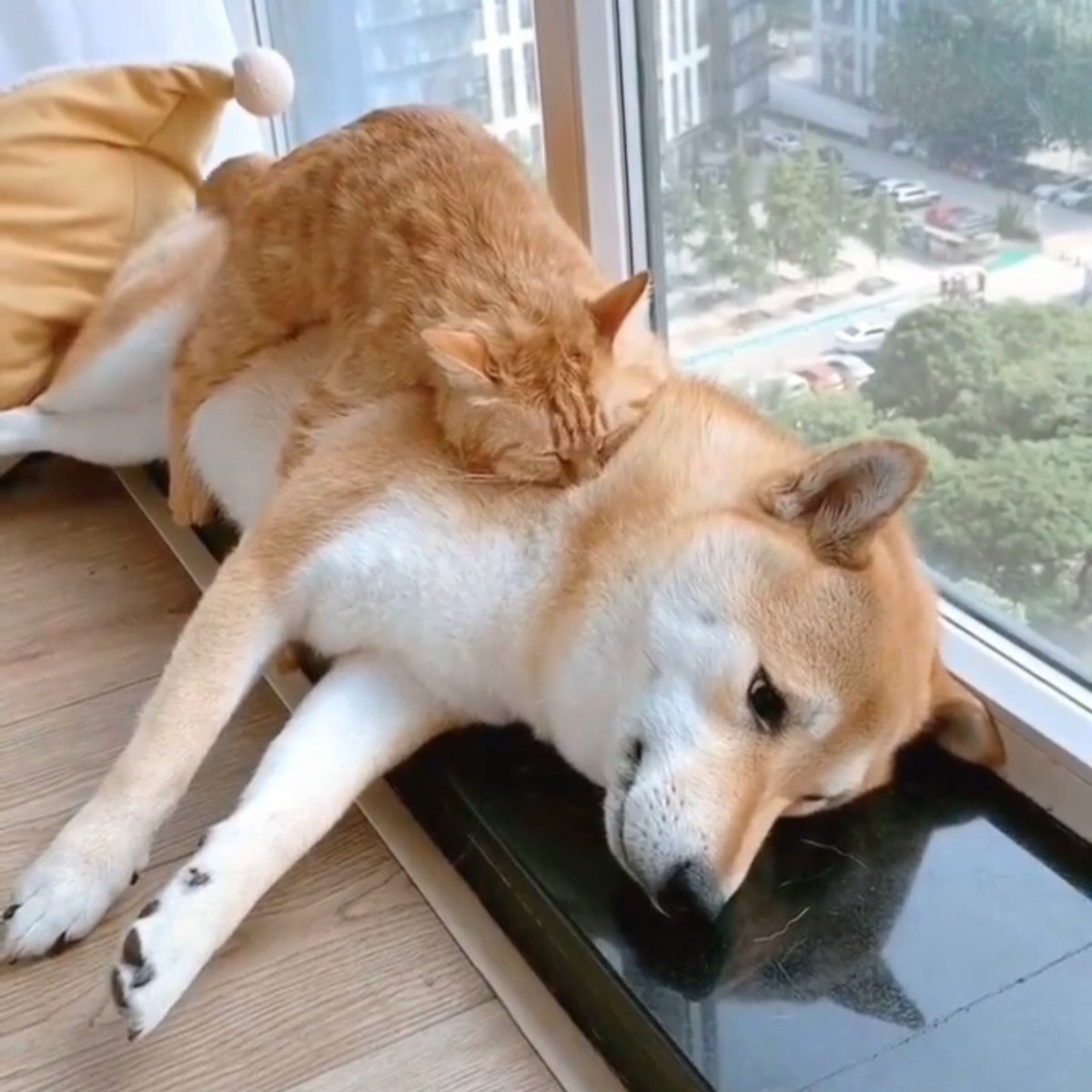 Сиба ину и рыжий кот