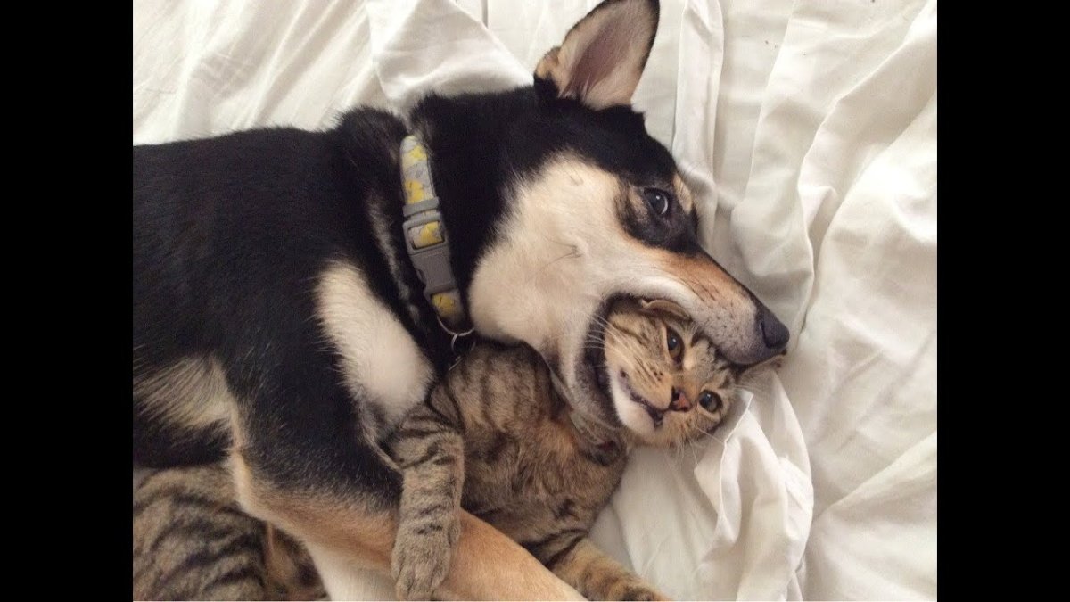 Смешные домашние животные