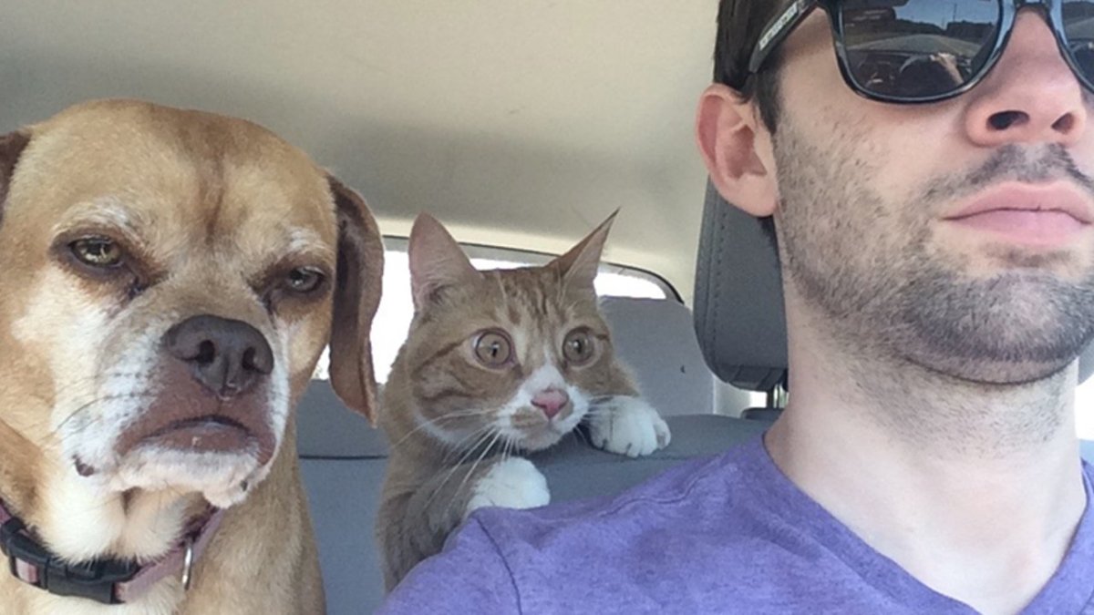 Кошка паникер