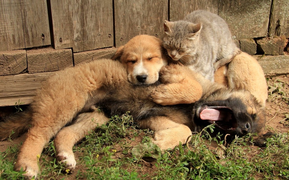 Милые кролики в руках